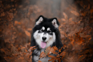 Majestic Alaskan malamute portrait of a dog in autumn time