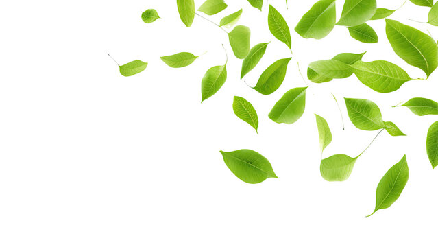 Green Floating Leaves Flying Leaves Green Leaf Dancing, Air Purifier Atmosphere Simple Main Picture, on transparent background, PNG file