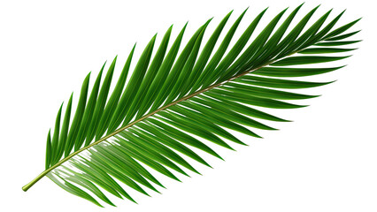 Green leaf of coconut palm tree on transparent background, png file