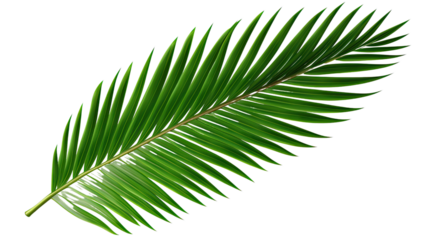 Green leaf of coconut palm tree on transparent background, png file
