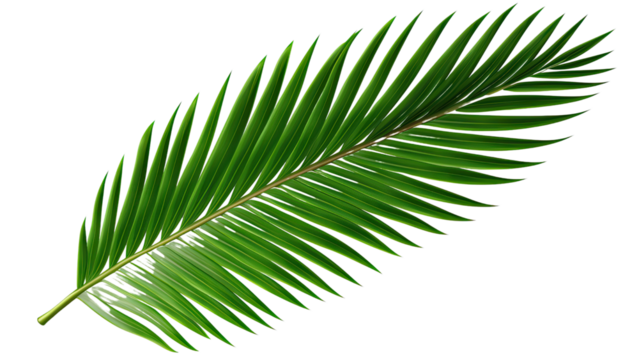 Green leaf of coconut palm tree on transparent background, png file