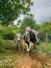 Ganado al aire libre en el campo