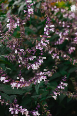 Close up sage salvia violet purple flowers on the long stems. Herb medicinal in a spring, summer garden. Full bloom floral wallpaper. Mealy sage flowers blossoming. Garden or common Sage flower.