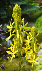 Asphodeline lutea blooms in the botanical garden
