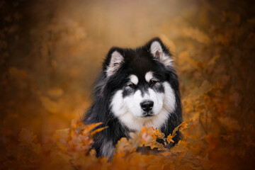 Alaskan malamute dog portrait in an autumn leaves  - obrazy, fototapety, plakaty
