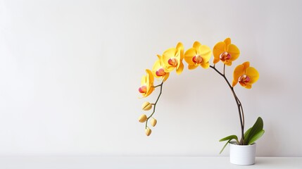 Beautiful yellow orchid flowers on white background