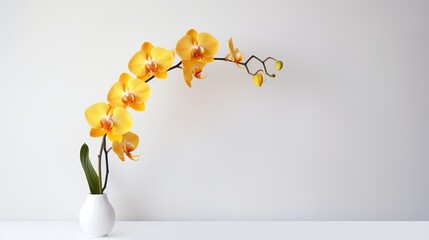 Beautiful yellow orchid flowers on white background