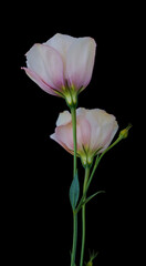 eustoma flower growing in a greenhouse