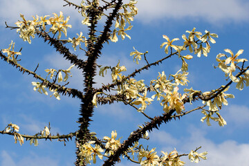 White floss-silk tree (Ceiba insignis) native to dry tropical forests of southern Ecuador and northern Peru.