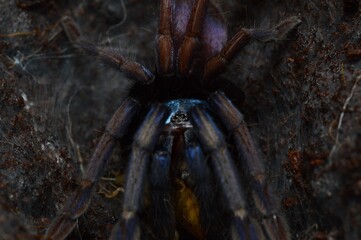 Haploclastus devamatha psychodeliczny pająk z Azji.