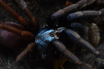 Haploclastus devamatha psychodeliczny pająk z Azji.