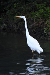 chiaro scuro