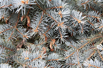 Naklejka na ściany i meble Blue pine tree branches with needles and cones background for a Christmas season greeting card template