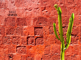 Stunning view of a green cactus over a bright red wall in Santa Catalina monastery, Arequipa, Peru
