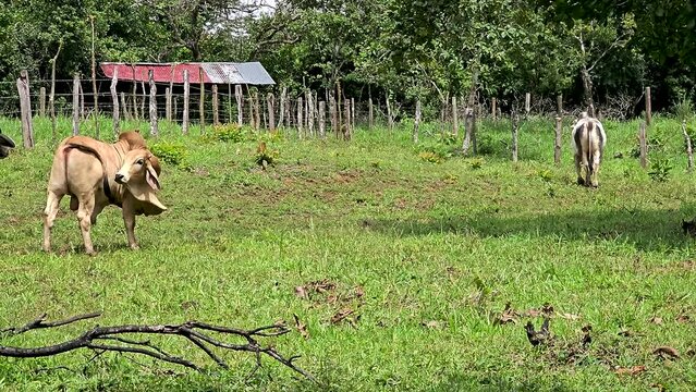Ganado al aire libre en el campo