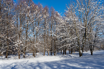 Beautiful winter landscape with snow-covered trees. Blue sky and textured snow. Winter's tale.