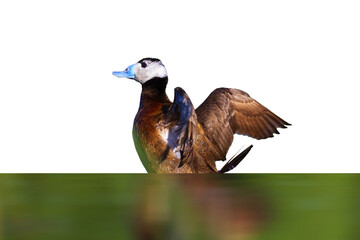 A duck swimming in its habitat. Isolated image. White background. Duck: White headed Duck. Oxyura leucocephala.