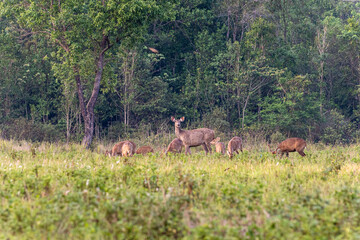 deer in the grassland of khao yai national park, thailand