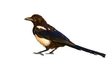 Magpie. Black white crow. Isolated bird. White background. Bird: Eurasian Magpie. Pica pica.
