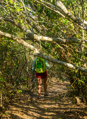 Naklejka na ściany i meble Hiker Navigates Thick Forest Trail