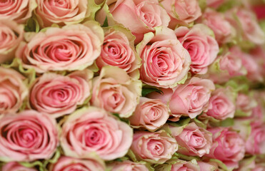 Bouquet of colorful roses as background, closeup. Pink flowers full frame