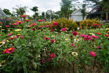 Fototapeta na wymiar Beautiful and colourful flowers in the garden