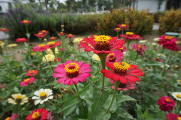 Beautiful  and colourful flowers in the garden