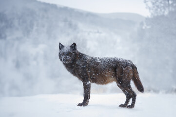  black canadian wolf in the forest during a snowfall - obrazy, fototapety, plakaty