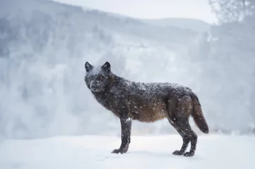 Türaufkleber  black canadian wolf in the forest during a snowfall © fotomaster