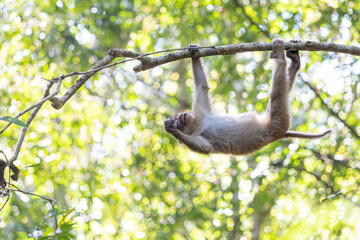 monkey in the forest at Khao Yai national park, Thailand