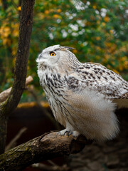 Portrait of Eurasian eagle owl