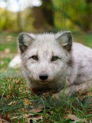 Portrait of Arctic fox in zoo