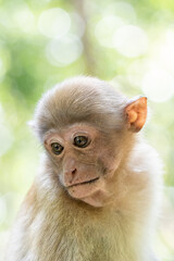 Monkey in the forest, Thailand. (macaca fascicularis)