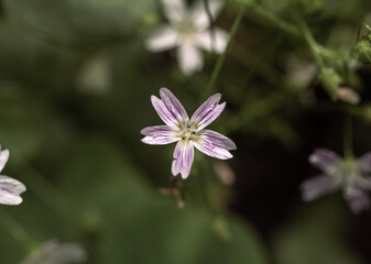 Iridescent Petals Of Siberian Candyflower In Rainforest
