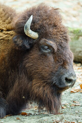 Portrait of American bison in zoo