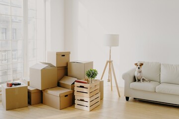 Dog sits on a white couch in a bright room with stacked moving boxes and a wooden floor lamp