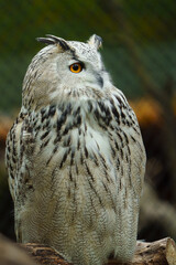 Portrait of Eurasian eagle owl