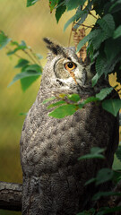 Great horned owl on tree