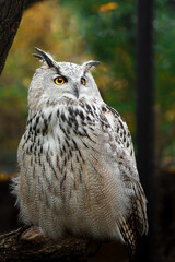 Portrait of Eurasian eagle owl