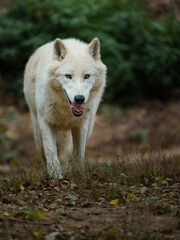 Portrait of Arctic wolf in zoo