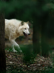 Portrait of Arctic wolf in zoo
