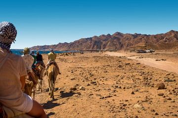 A caravan of camels carrying tourists along the shores of the Red Sea and high mountains.