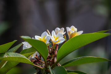 Plumeria, Frangipani flower on tree.  Great yellow, white flowers, in a tropical setting against a green background on Bali in Ubud