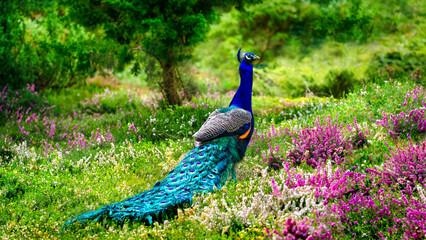 A Peacock in  a Garden full of Heath (Pavo Cristatus)