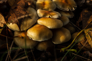 Inedible mushrooms in the natural environment.