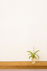 Plants with white background, copy space to add text Green plants
