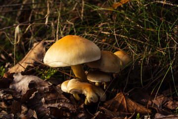 Inedible mushrooms in the natural environment.