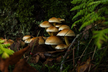 Inedible mushrooms in the natural environment.