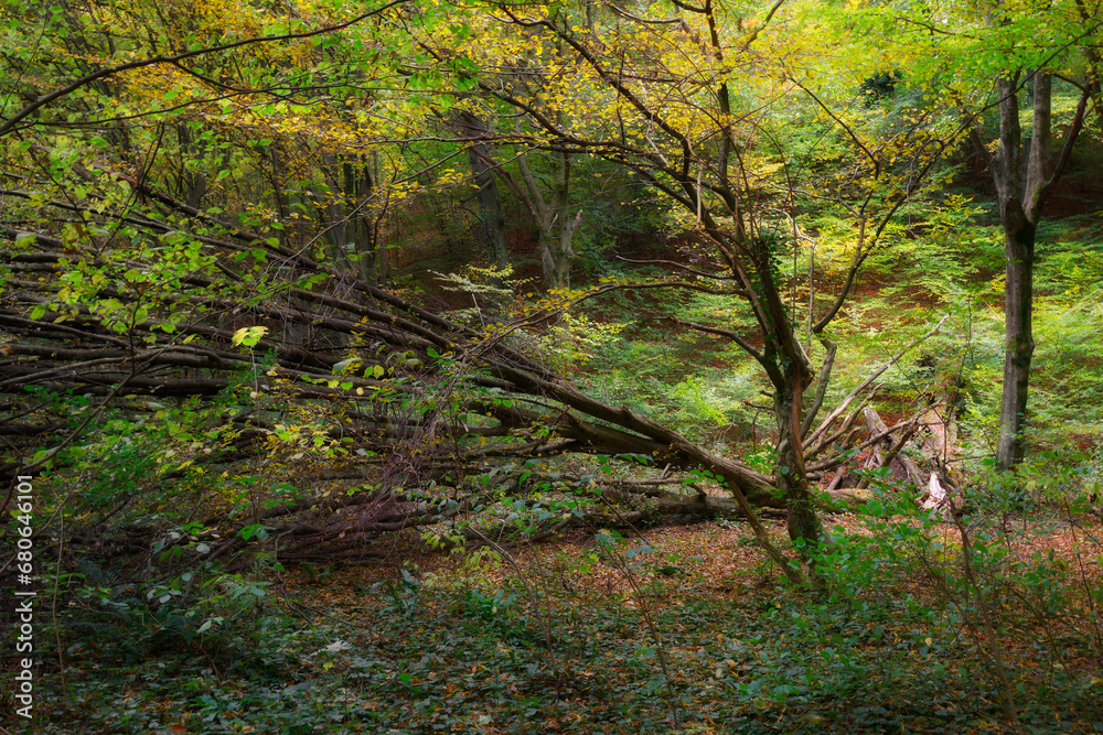 Poster autumn colours on vadu crisului in apuseni mountains, romania, europe