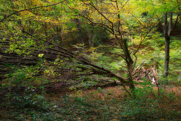 Autumn colours on Vadu Crisului in Apuseni Mountains, Romania, Europe	